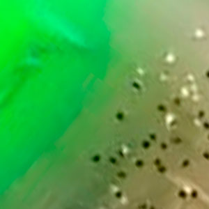 Воблер Jackall Abbey Minnow 38SF 38mm 2.4g Green/Weed