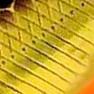 Воблер Jackall Chubby Minnow 35SP 35mm 2.3g HL Gold & Black