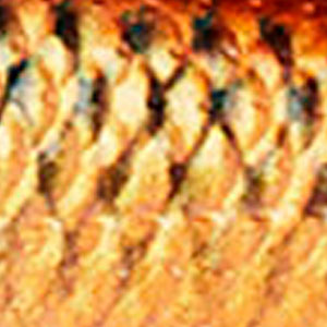 3D River Roach Dirty Roach