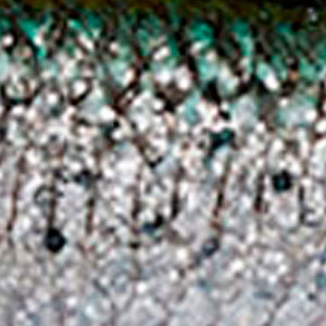 3D River Roach Green Silver